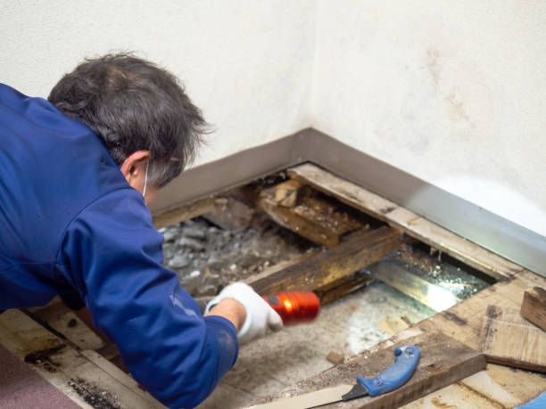Best Post-Remediation Services in Schertz, TX