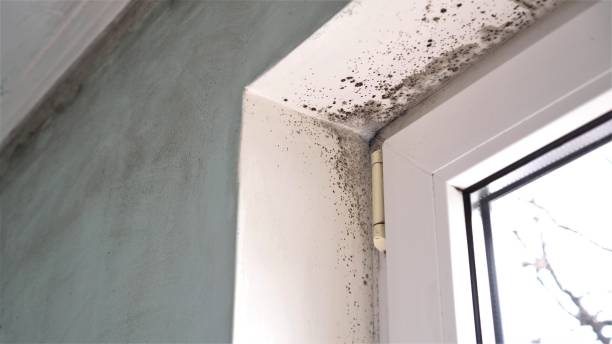 Best Kitchen Mold Remediation in Schertz, TX