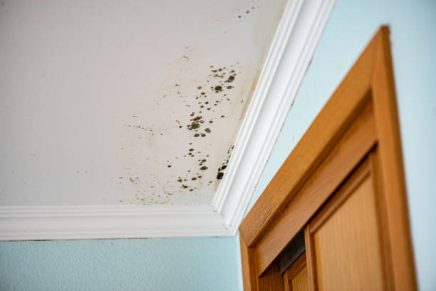 Schertz, TX Mold Remediation Company