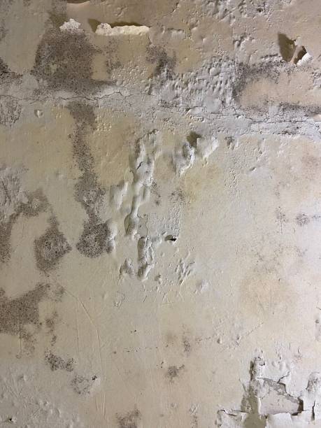 Best Mold Remediation for Specific Building Types in Schertz, TX