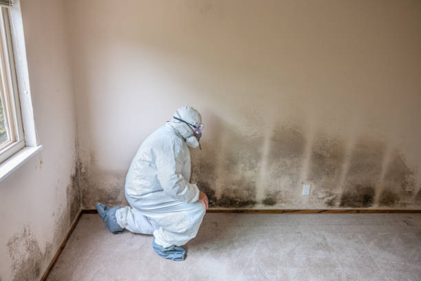 Best White Mold Remediation in Schertz, TX